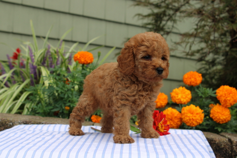 puppy, for, sale, Mini Poodle, Matthew B. Stoltzfus, dog, breeder, Gap, PA, dog-breeder, puppy-for-sale, forsale, nearby, find, puppyfind, locator, puppylocator, aca